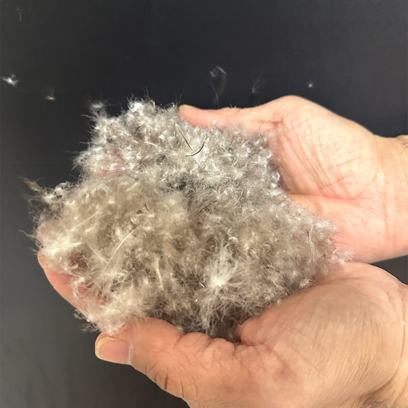 Vịt xám 80% xuống