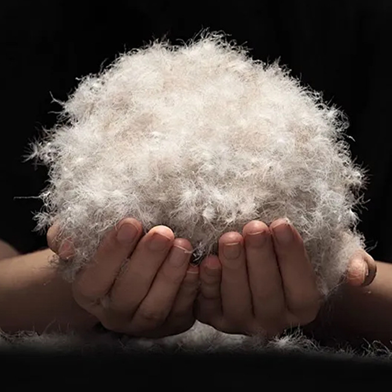 Vịt xám 90% xuống