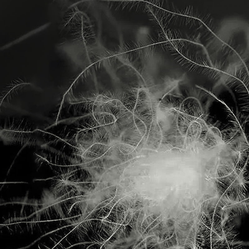 Vịt xám 50% xuống