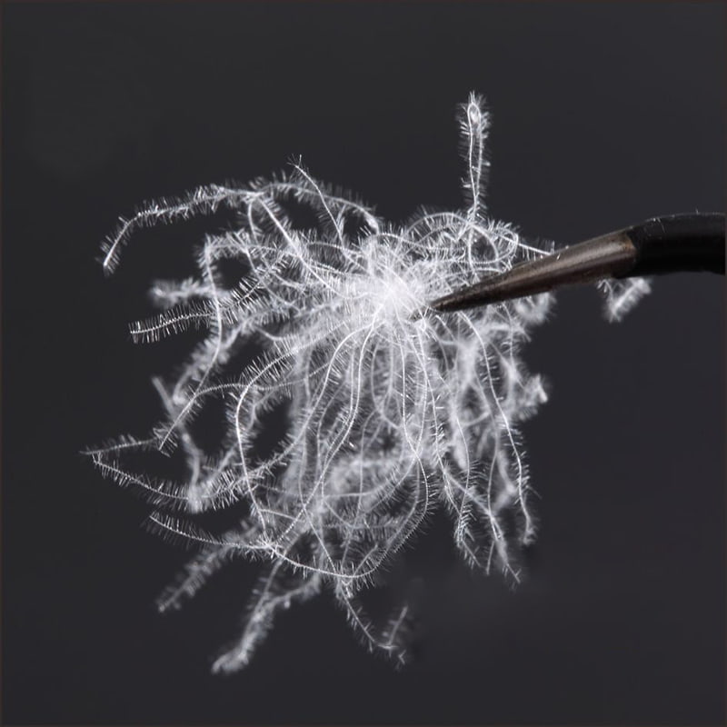 Vịt trắng nguyên chất 80%