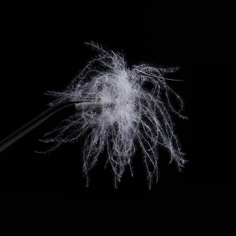 Vịt Trắng Nguyên Chất 50%